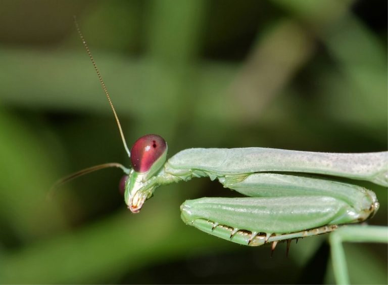 Trova i resti di uno strano insetto sul terrazzo: in molti pensano ad ‘Alien’, ecco di cosa si tratta