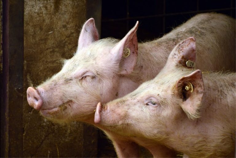 Peste suina, è emergenza dei casi in Campania: la nota dell’Istituto Zooprofilattico Peste suina, è emergenza dei casi in Campania: la nota dell’Istituto Zooprofilattico