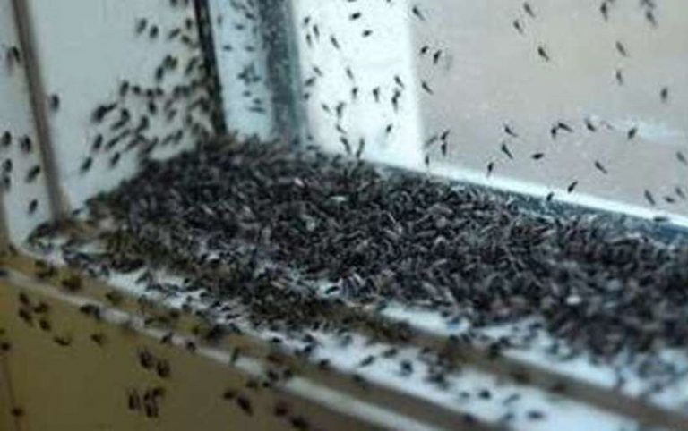 Ecco il trucco per tenere lontane le mosche da casa che impazza sui social: scoperto da una donna inglese
