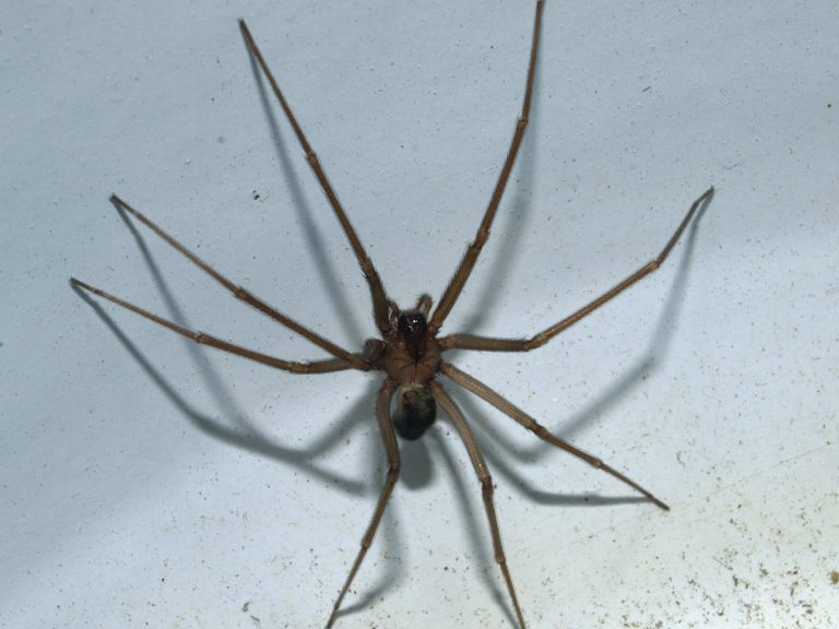 Come riconoscere il morso di un ragno violino: ecco quali sono i sintomi e quando diventa pericoloso Come riconoscere il morso di un ragno violino: ecco quali sono i sintomi e quando diventa pericoloso