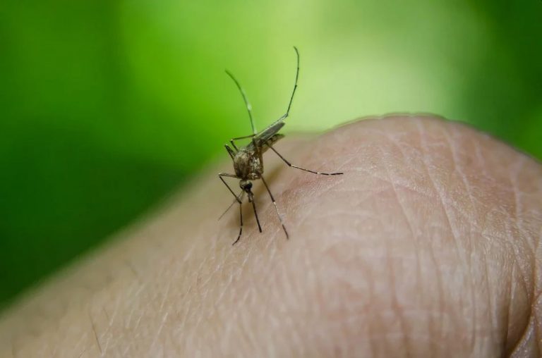Zanzare, ecco quali sono le piante che le allontanano da casa e permettono di dormire sonni tranquilli Zanzare, ecco quali sono le piante che le allontanano da casa e permettono di dormire sonni tranquilli