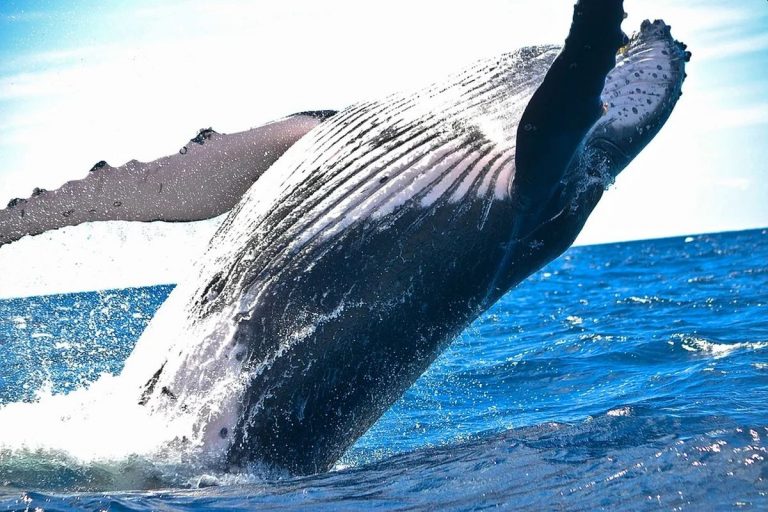 Balena avvistata in Toscana, nella darsena di Portoferraio, Isola d’Elba: lo spettacolo nel Mar Tirreno Balena avvistata in Toscana, nella darsena di Portoferraio, Isola d’Elba: lo spettacolo nel Mar Tirreno