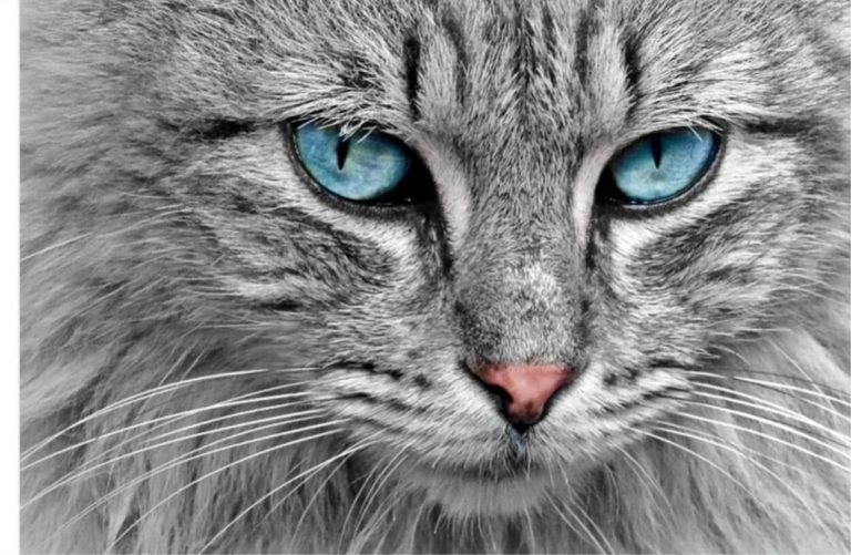 Gatto morto per influenza aviaria, primo caso assoluto in Italia: cosa può succedere adesso? Gatto morto per influenza aviaria, primo caso assoluto in Italia: cosa può succedere adesso?