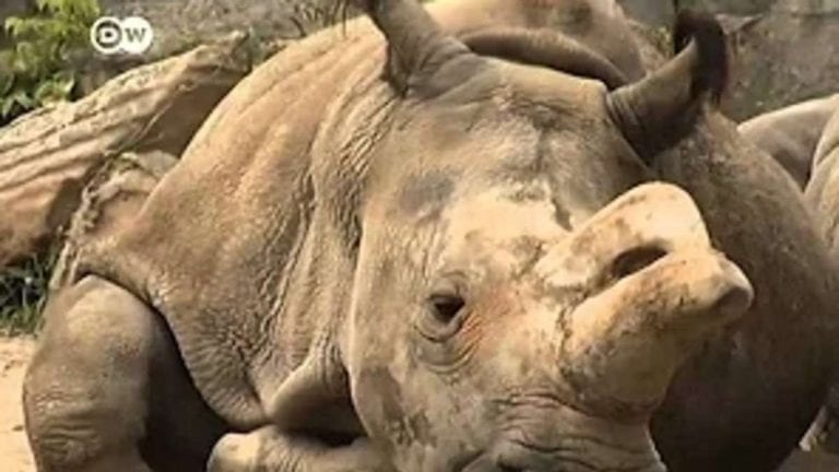 Sudan, l’ultimo rinoceronte bianco settentrionale maschio: a lui è dedicato oggi il Doodle di Google