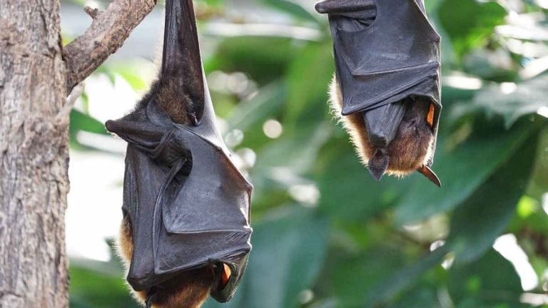 Un uomo muore dopo essere stato morso da un pipistrello: l’allarme della comunità scientifica
