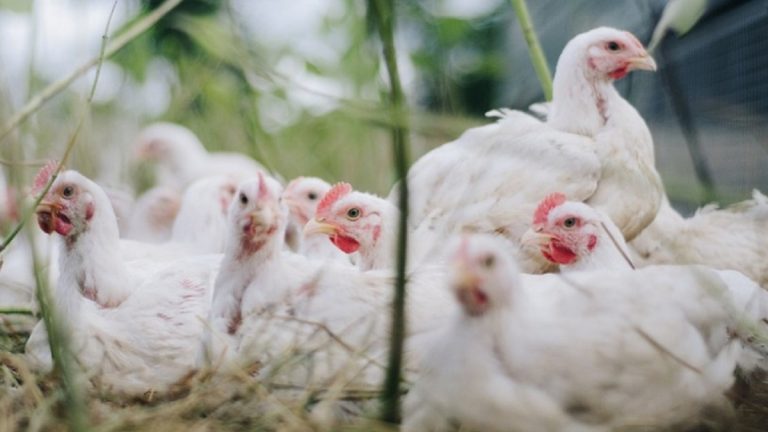 Influenza aviaria, boom di casi e autorità sanitarie che chiudono tutto: ecco dove sta accadendo