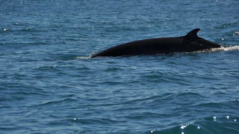 La Guardia Costiera comunica di aver trovato un’enorme carcassa di una balenottera nel porto di Sorrento