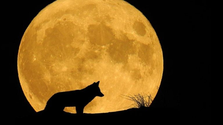 Superluna Piena del 17 ottobre, come osservare la Superluna del Cacciatore: significato, orari e streaming