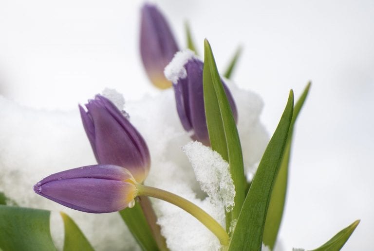 METEO – Assaggio di PRIMAVERA in questa prima metà di FEBBRAIO, con clima MITE e TEMPERATURE oltre le medie