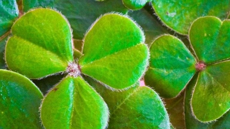 Festa di San Patrizio 2021, ecco perché Google ha dedicato un Doodle a questa ricorrenza oggi 17 marzo – Meteo Festa di San Patrizio 2021, ecco perché Google ha dedicato un Doodle a questa ricorrenza oggi 17 marzo – Meteo