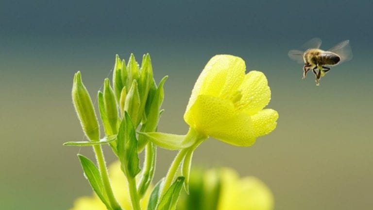 Equinozio di primavera 2021, ecco perché è il 20 marzo e non il 21, info e curiosità