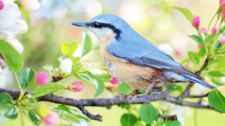 Equinozio di primavera 2021, oggi 20 marzo inizia la stagione primaverile: il Doodle di Google