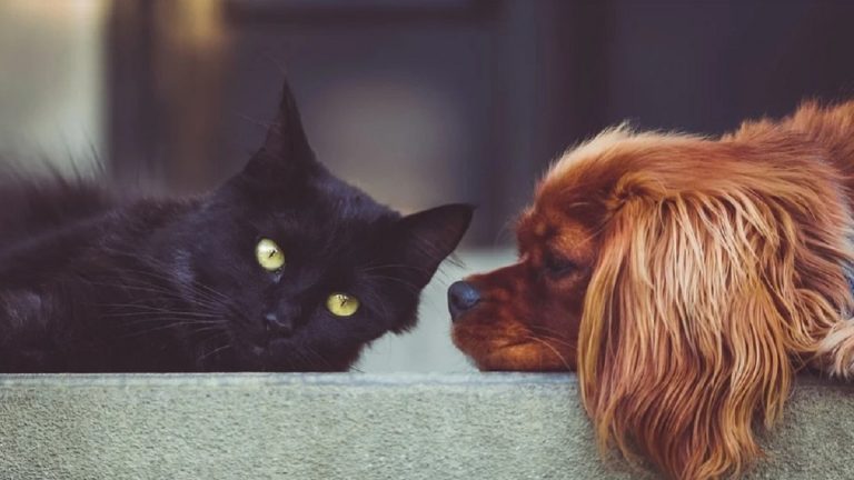 Covid, anche cani e gatti potrebbero averne subito le conseguenze: in aumento i casi di miocardite