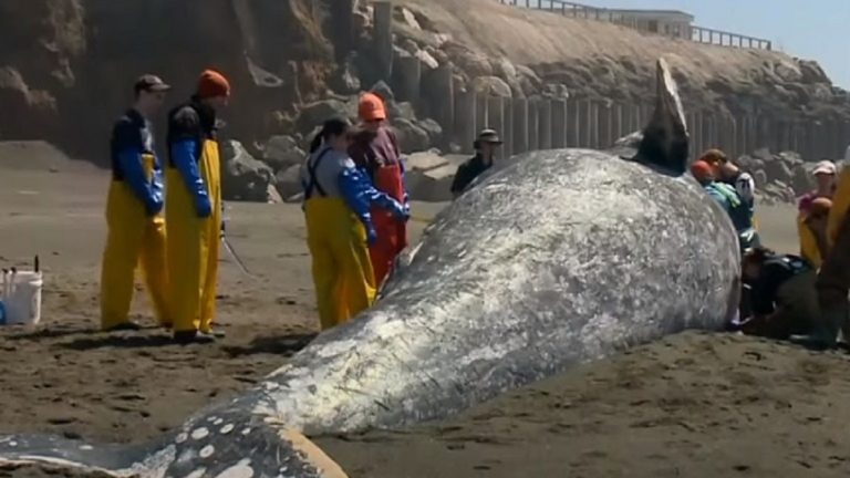 Quattro balene grigie prive di vita si spiaggiano sulla riva, l’allarme degli scienziati: ecco dove è accaduto