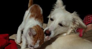 Bonus Animali
