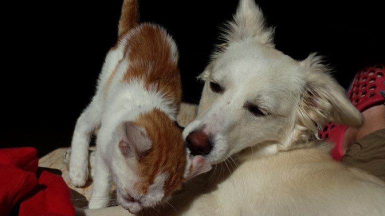 Bonus animali domestici 2025: ecco chi può richiederlo e come Bonus animali domestici 2025: ecco chi può richiederlo e come