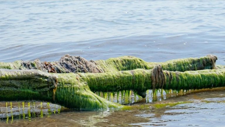 Trovata alga tossica in un tratto di mare in Italia: divieto di balneazione. Ecco dove