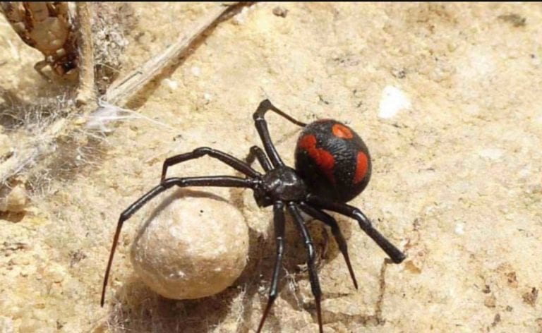 Donna ricoverata dopo un morso di vedova nera: ecco cos’è successo a Sassari Donna ricoverata dopo un morso di vedova nera: ecco cos’è successo a Sassari