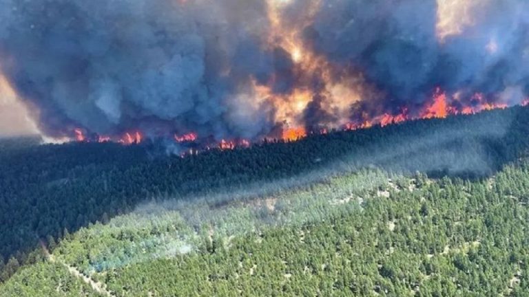 Il caldo estremo ha arso vivi milioni di animali in Canada: temperature vicine a 50°