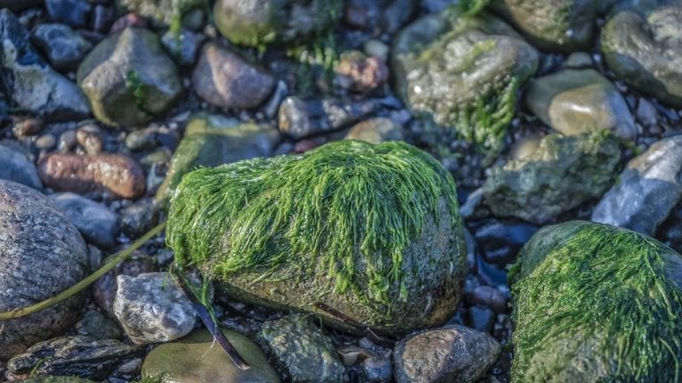 Alga tossica rivelata in mare in Italia, ecco cosa può succedere e dove è stata localizzata