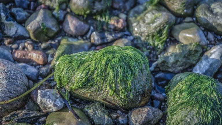Alga tossica rivelata in mare in Italia, ecco cosa può succedere e dove è stata localizzata Alga tossica rivelata in mare in Italia, ecco cosa può succedere e dove è stata localizzata