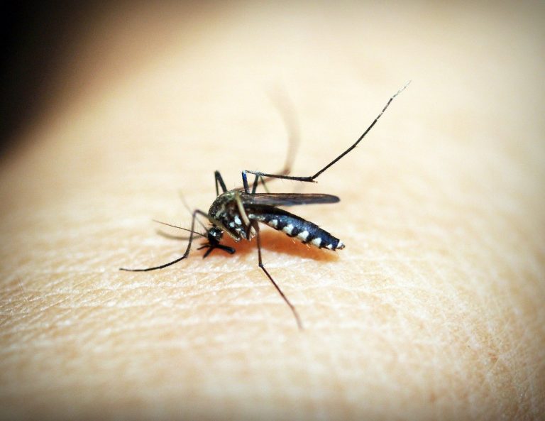 Malaria, individuati in Puglia esemplari di zanzara vettore della malattia, l’opinione degli esperti Malaria, individuati in Puglia esemplari di zanzara vettore della malattia, l’opinione degli esperti