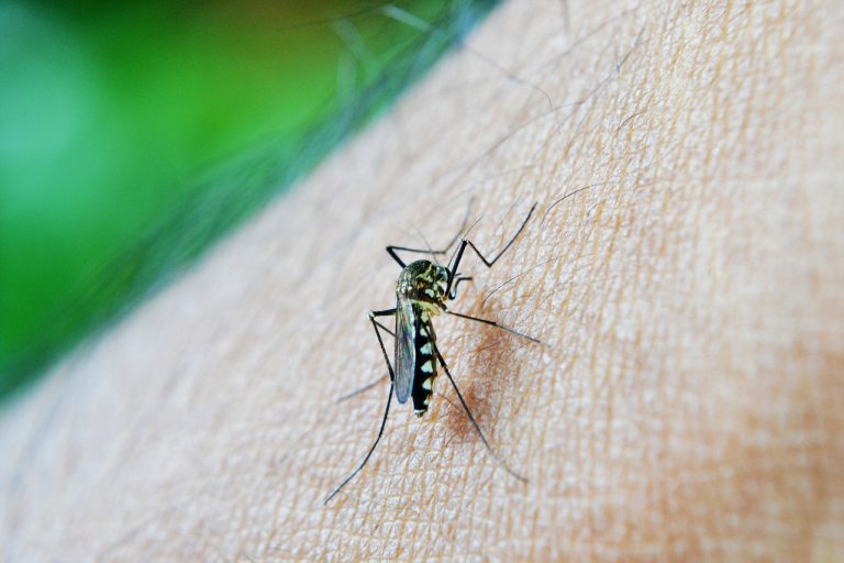 Dengue, i ricercatori hanno sviluppato un antivirale molto potente efficace anche contro le varianti