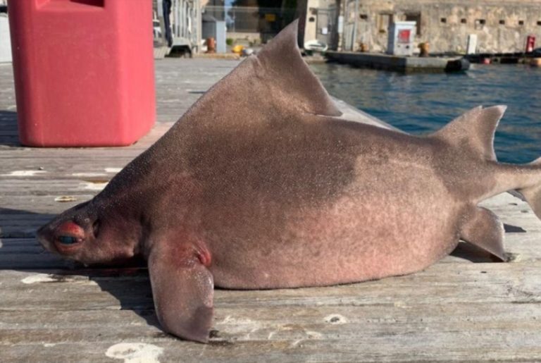 Pesce porco, lo strano animale ritrovato nel centro Italia: ecco di cosa si tratta Pesce porco, lo strano animale ritrovato nel centro Italia: ecco di cosa si tratta