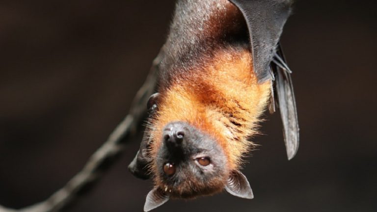 Un nuovo virus trasmesso dai pipistrelli causa gravi sintomi respiratori e neurologici: ecco dove è stato rilevato