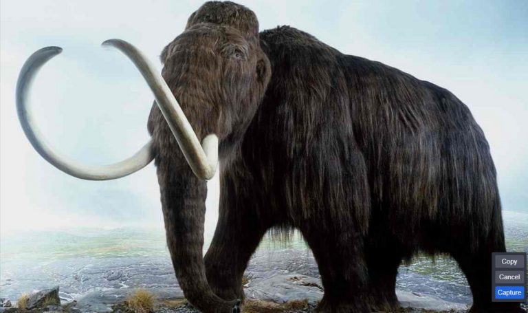 Mammut, un progetto da 15 milioni per riportarli in vita: ecco chi ci proverà Mammut, un progetto da 15 milioni per riportarli in vita: ecco chi ci proverà