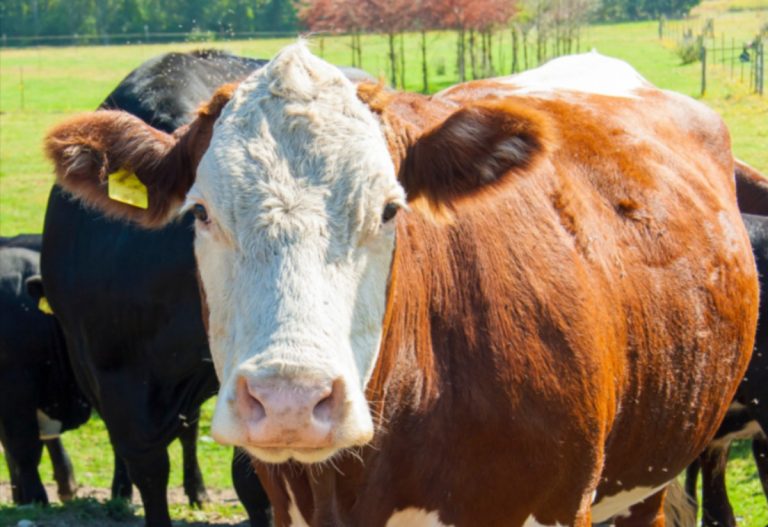 Mucca pazza, torna l’incubo dopo la scoperta di due casi: i sintomi Mucca pazza, torna l’incubo dopo la scoperta di due casi: i sintomi