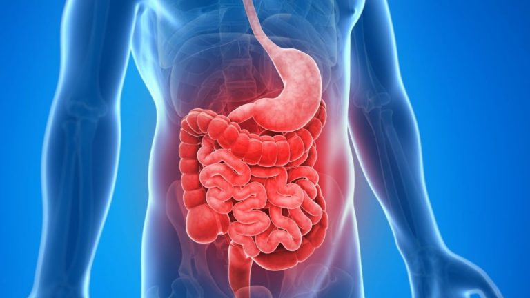 Una nuova ricerca svela il legame diretto tra il tessuto adiposo e il morbo di Crohn