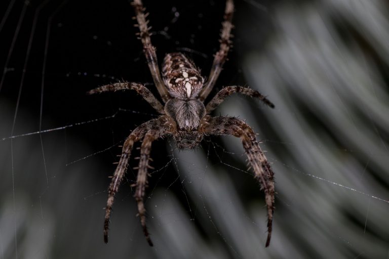 Donna rischia di morire dopo il morso di un ragno velenoso: ecco cos’è successo