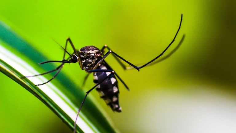 Malaria, approvato il primo vaccino al mondo da parte dell’Oms 