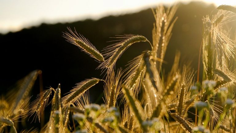 La segale è una scelta migliore del grano per dimagrire, ecco perché