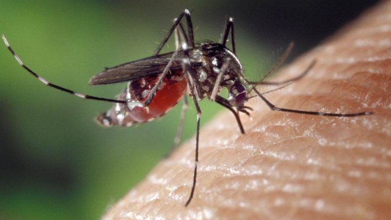 Arriva in Italia la “zanzara del freddo”: ecco cosa sta succedendo e i pericoli