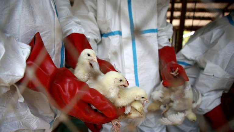 Influenza aviaria: 21.000 casi di pollame infetto, ci sono nuovi focolai, l’allerta del ministro dell’Agricoltura israeliano