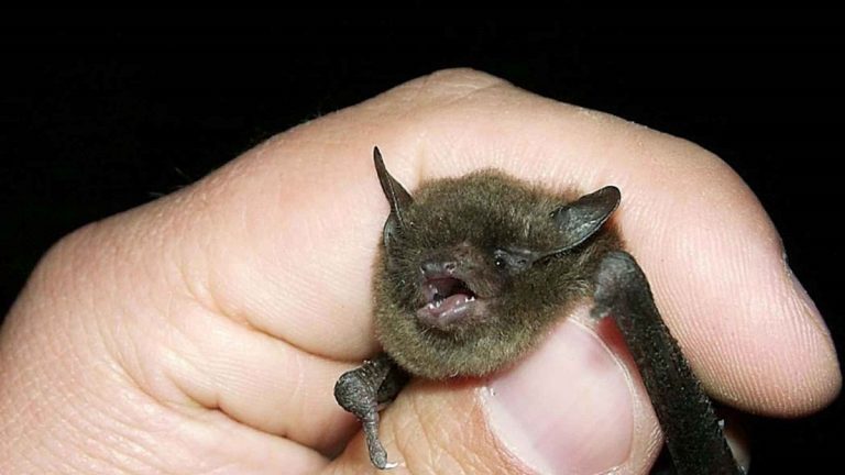 Morso da pipistrello, muore alcune settimane dopo a causa di una malattia infettiva: ecco dove è accaduto