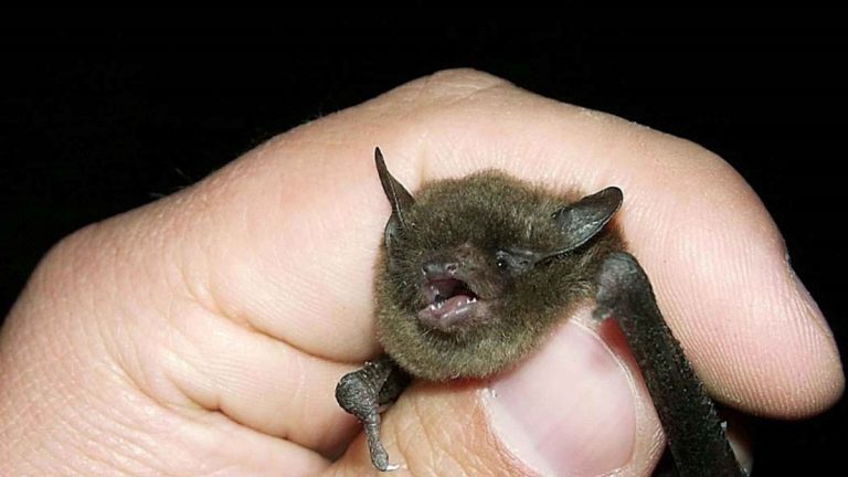 Morso da pipistrello, muore alcune settimane dopo a causa di una malattia infettiva: ecco dove è accaduto Morso da pipistrello, muore alcune settimane dopo a causa di una malattia infettiva: ecco dove è accaduto