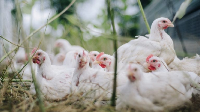 E’ allerta influenza aviaria in una regione italiana, trovato allevamento di polli infetto: servizio veterinario in azione