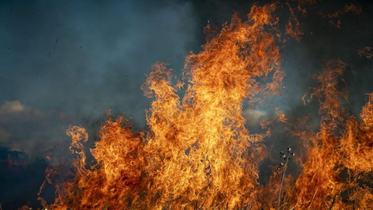 La diffusione degli incendi boschivi sta provocando un cambiamento nell’ambiente secondo un nuovo studio La diffusione degli incendi boschivi sta provocando un cambiamento nell’ambiente secondo un nuovo studio