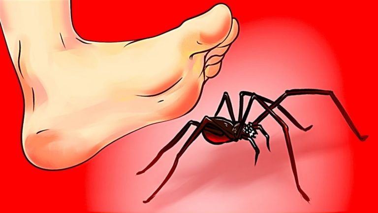 E’ allarme per il ‘Megaspider’: ha zanne che possono perforare un’unghia. ‘Segnalatelo se lo vedete’ E’ allarme per il ‘Megaspider’: ha zanne che possono perforare un’unghia. ‘Segnalatelo se lo vedete’
