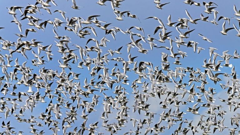 Migliaia di uccelli impazziti oscurano il cielo in pieno giorno: stupore nella popolazione. VIDEO impressionante dall’Algeria