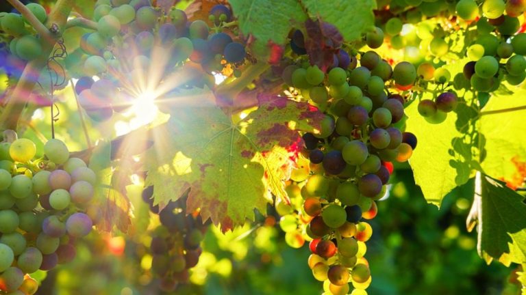 L’elisir di lunga vita sarebbe contenuto nell’uva: tutti i dettagli