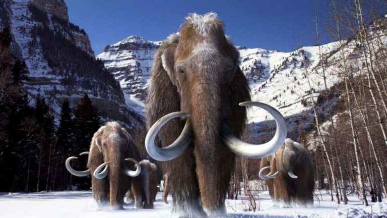Trovati resti di mammut dell’era glaciale: ecco dove e tutti i dettagli
