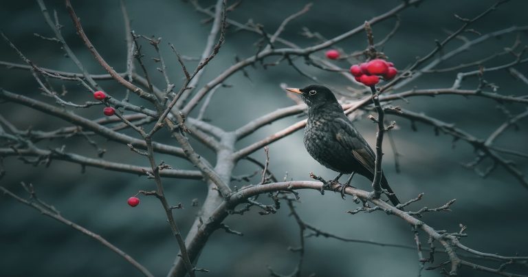 METEO – Arrivano i GIORNI della MERLA in ITALIA: possibile ritorno della NEVE? La TENDENZA