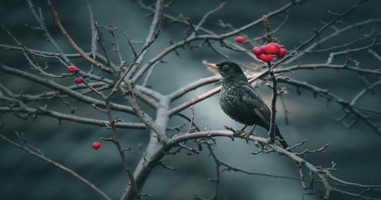 METEO – Arrivano i GIORNI della MERLA in ITALIA: possibile ritorno della NEVE? La TENDENZA METEO – Arrivano i GIORNI della MERLA in ITALIA: possibile ritorno della NEVE? La TENDENZA