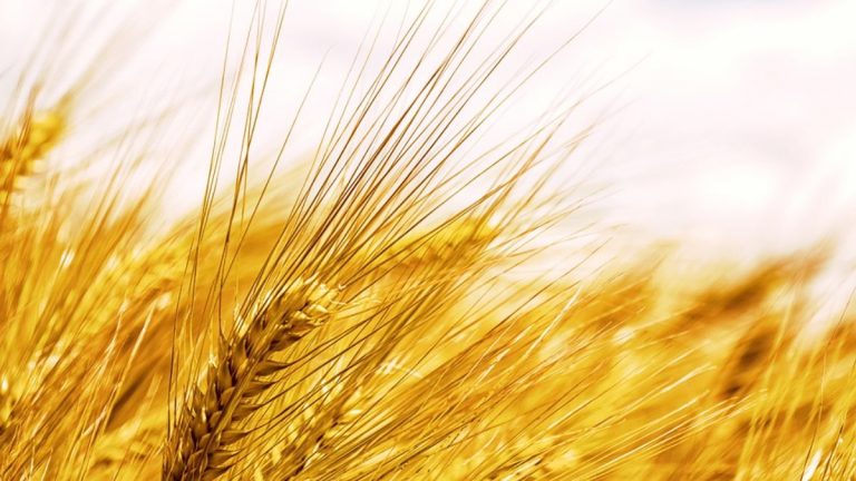 Demenza, un’alimentazione ricca di fibre può essere un valido alleato secondo una nuova ricerca scientifica Demenza, un’alimentazione ricca di fibre può essere un valido alleato secondo una nuova ricerca scientifica