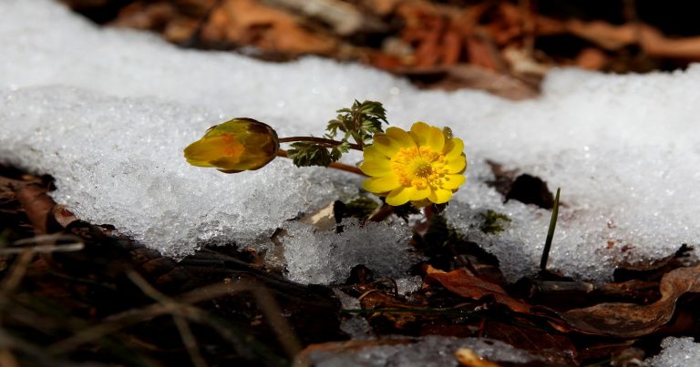 METEO – PRIMAVERA tra il ritorno dell’ANTICICLONE e qualche affondo FREDDO, la TENDENZA METEO – PRIMAVERA tra il ritorno dell’ANTICICLONE e qualche affondo FREDDO, la TENDENZA