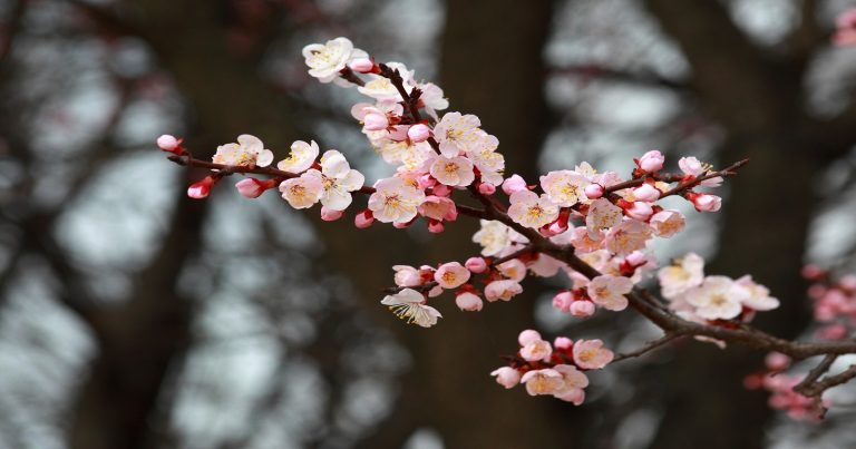 Meteo Primavera – Stagione in ripresa con i primi tepori di fine Marzo, possibile stop a seguire?